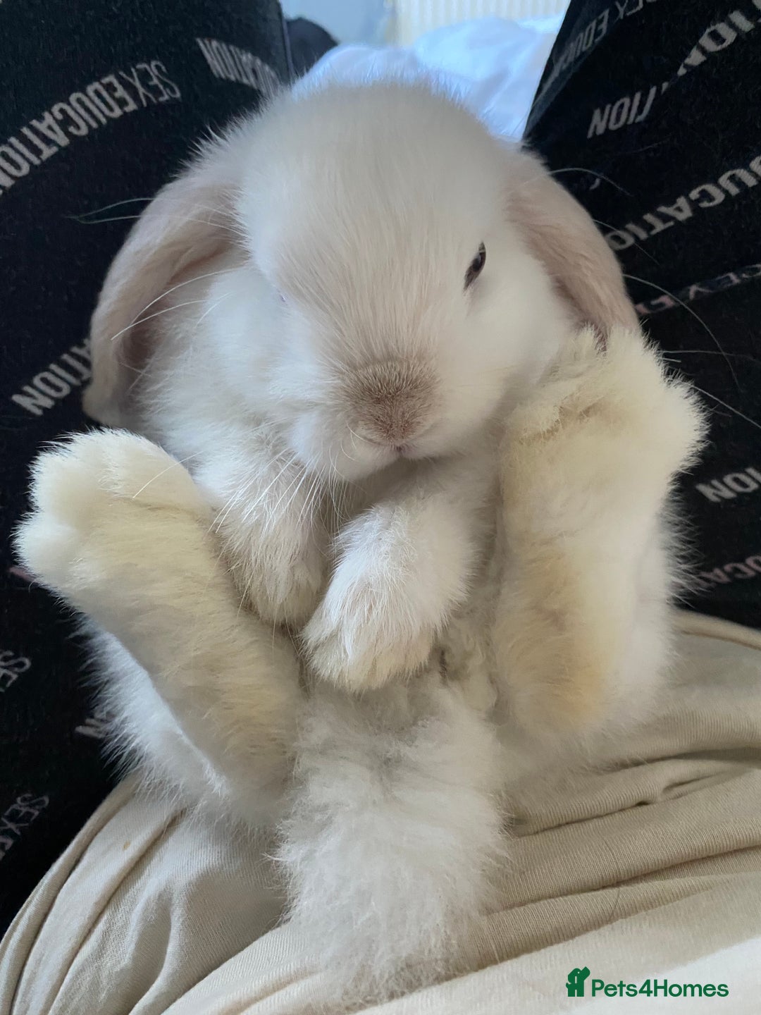 Mini Lop rabbits for sale: Boy rabbits + boy guinea pigs  - Advert 4