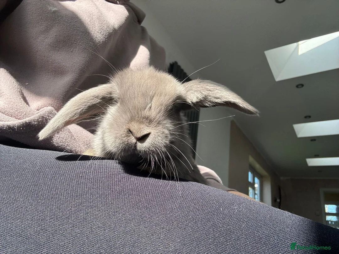Mixed Breed rabbits for sale: Mini lop / mini lop lion head bunnies - Advert 2