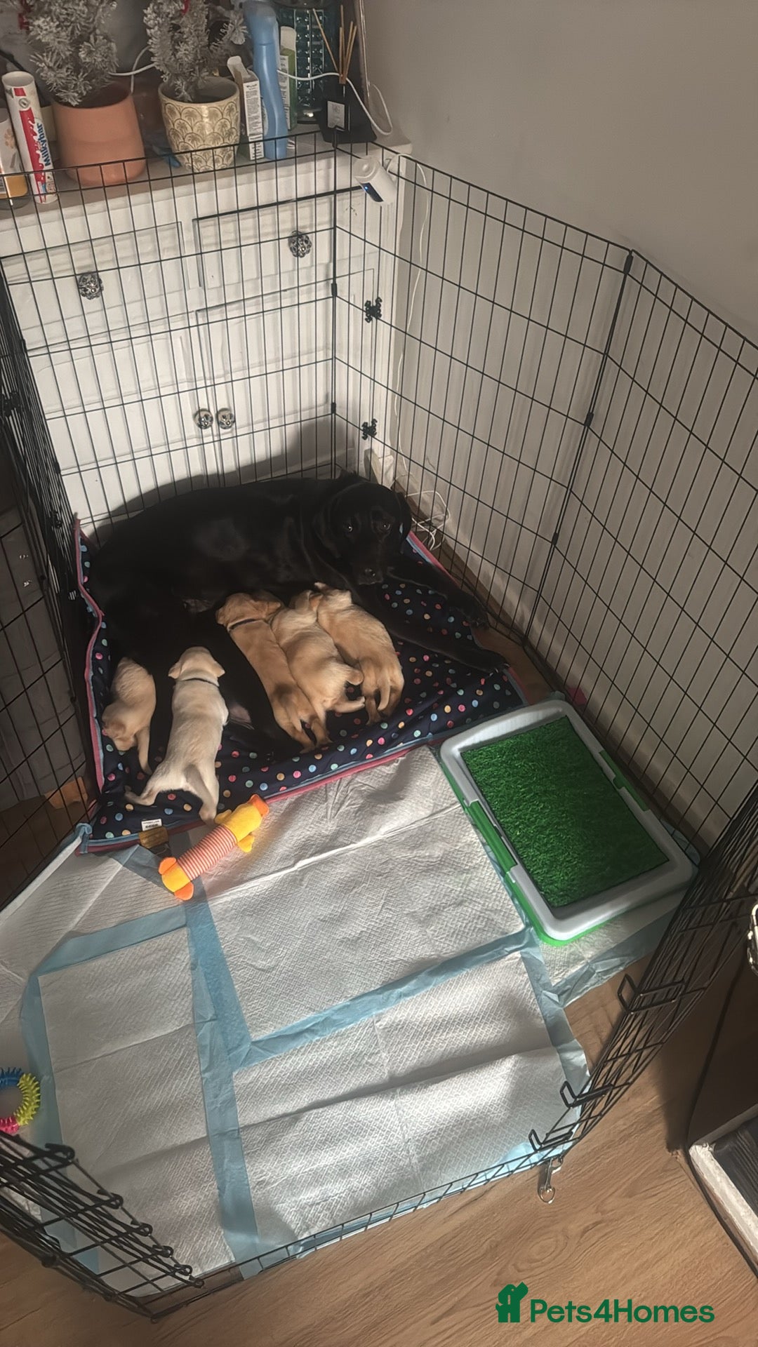 Labrador Retriever dogs 🐶💖Labrador Pups💙🐶 - Advert 18