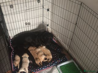 Labrador Retriever dogs 🐶💖Labrador Pups💙🐶 - Advert 18