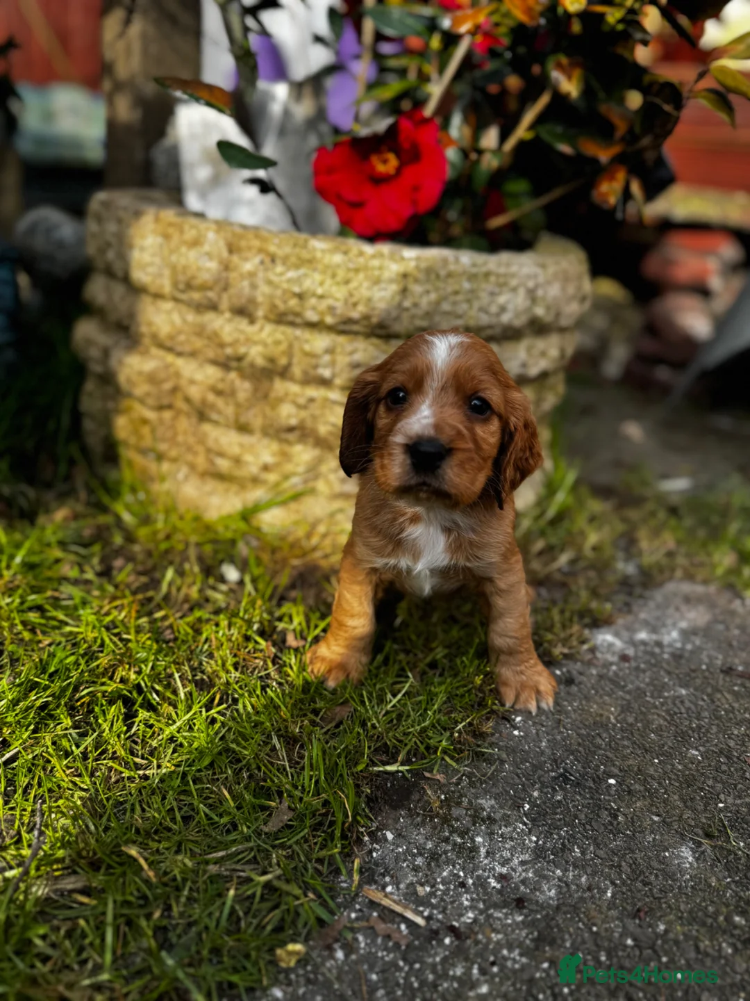 Cocker Spaniel dogs for sale: 5 cocker spaniels  - Advert 1