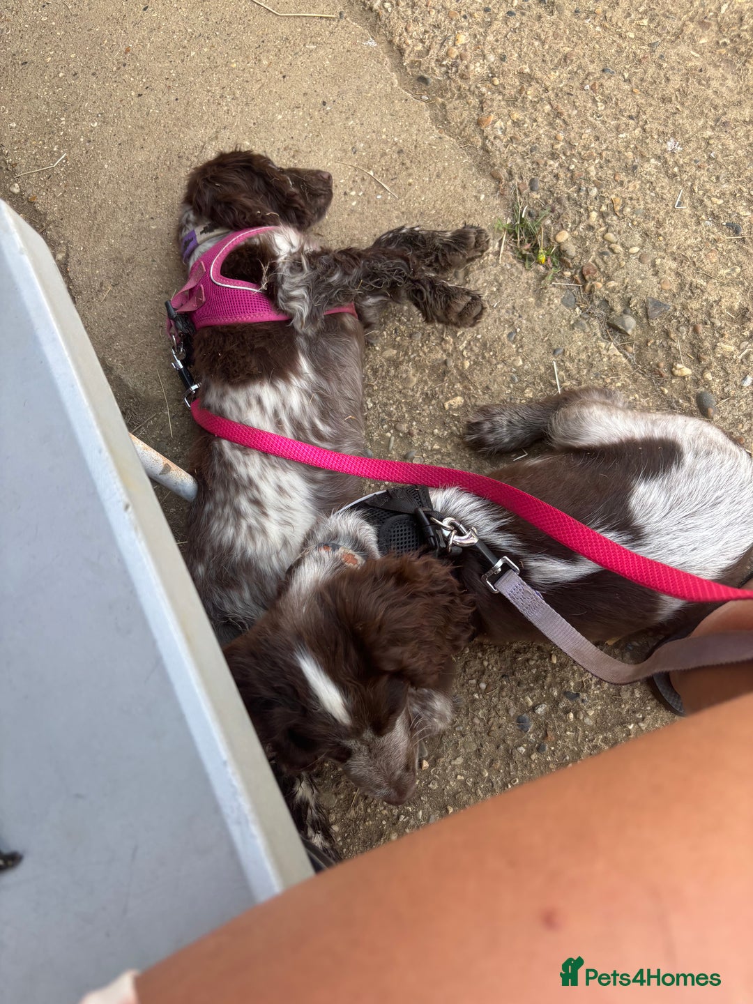 Cocker Spaniel dogs for sale: Little boy for rehoming  - Image 4