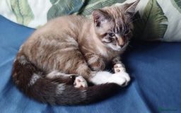 Domestic Shorthair cats for sale: Lynx Point Siamese Tabby mix  - Advert 15
