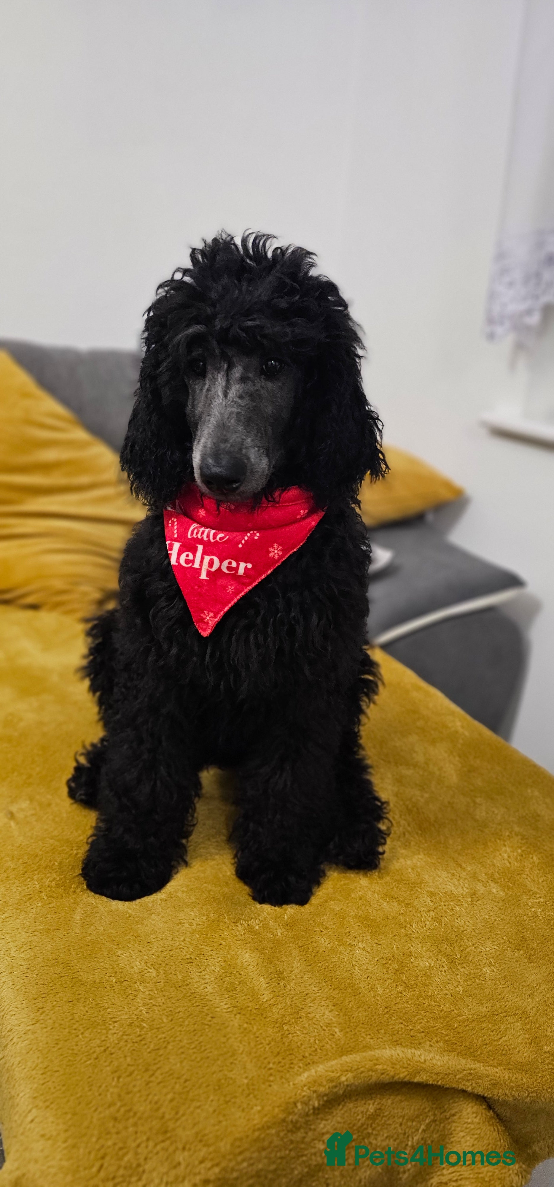 Standard Poodle dogs KC standard poodle Silver girl for sale ! - Advert 3