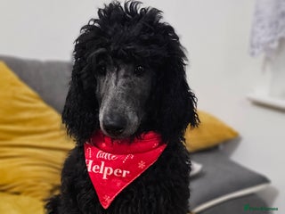 Standard Poodle dogs KC standard poodle Silver girl for sale ! - Advert 2