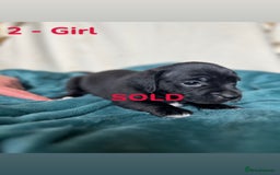 Mixed Breed dogs for sale: Old Tyme English Bulldog x Sproodle Puppies - Image 29