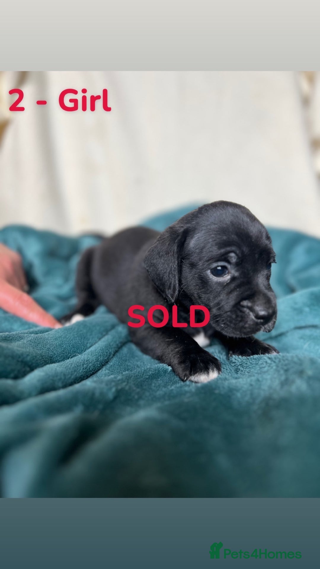 Mixed Breed dogs for sale: Old Tyme English Bulldog x Sproodle Puppies - Image 29
