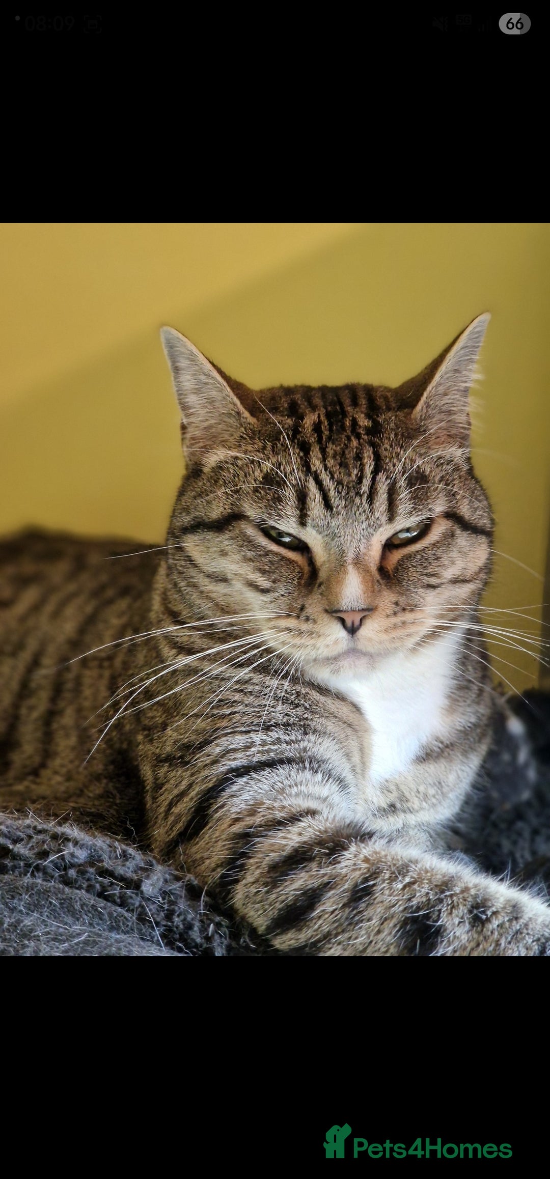 Mixed Breed cats for sale: Beautiful Neutered Tabby Cat – Ready for New Home - Advert 2