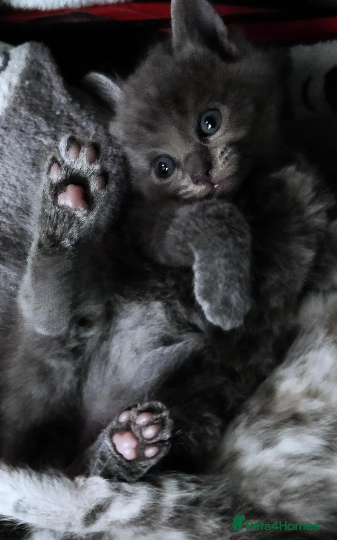 Russian Blue cats for sale: Absolutely beautiful Russian Blue Kittens 8 weeks - Advert 2