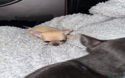 Chihuahua dogs for sale: 🩵 𝓬𝓾𝓭𝓭𝓵𝔂 𝓪𝓷𝓭 𝓹𝓵𝓪𝔂𝓯𝓾𝓵 𝓫𝓸𝔂𝓼🩵 - Image 2