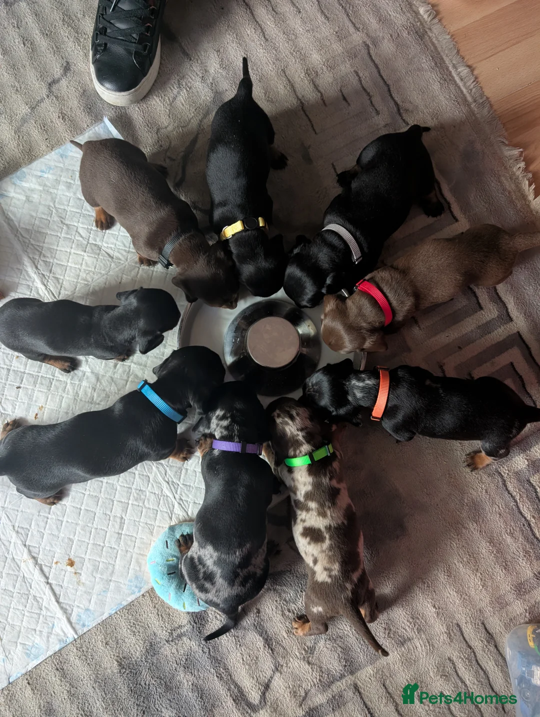 Dachshund dogs for sale: Dachshund puppies - Advert 1