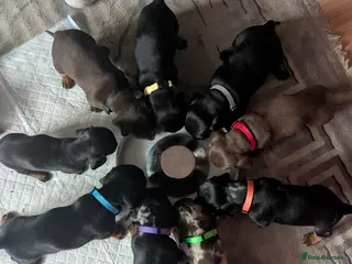 Dachshund dogs Dachshund puppies - Advert 3