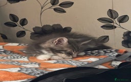 Maine Coon cats for sale: Maine Coon kittens Available!!!! - Image 12