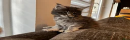 Maine Coon cats for sale: Maine coon kittens looking for homes forever  in Edinburgh - Advert 20