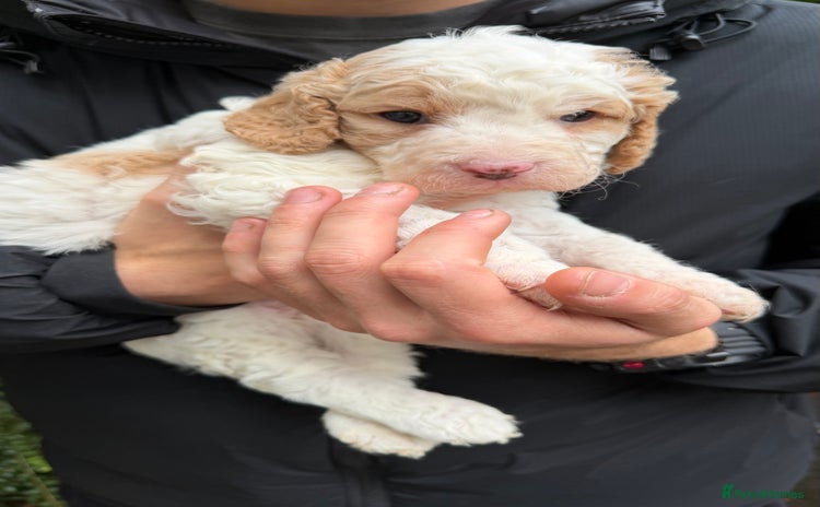 Cavapoo dogs - Advert 16