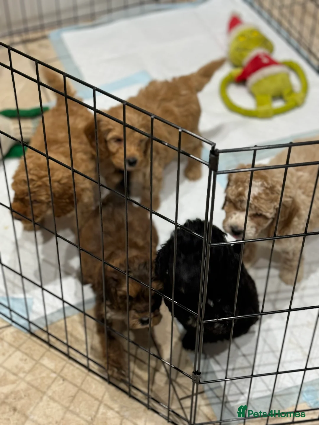 Cockapoo dogs for sale: Ready now!!Beautiful mini cockapoo puppy’s🩷🩵 - Advert 3