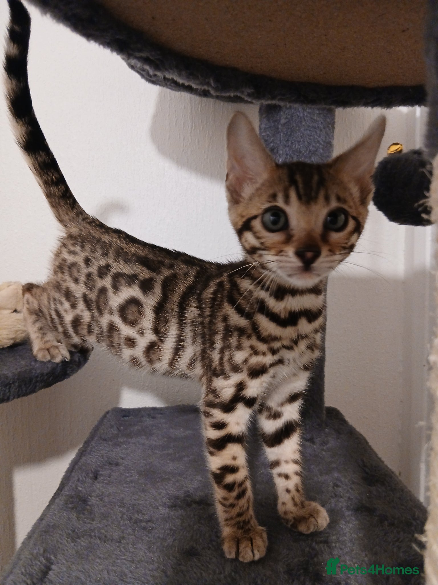 Bengal cats Bengal Kittens - Advert 2