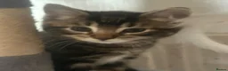 Domestic Shorthair cats for sale: Kittens for sale  in Nottingham - Advert 7
