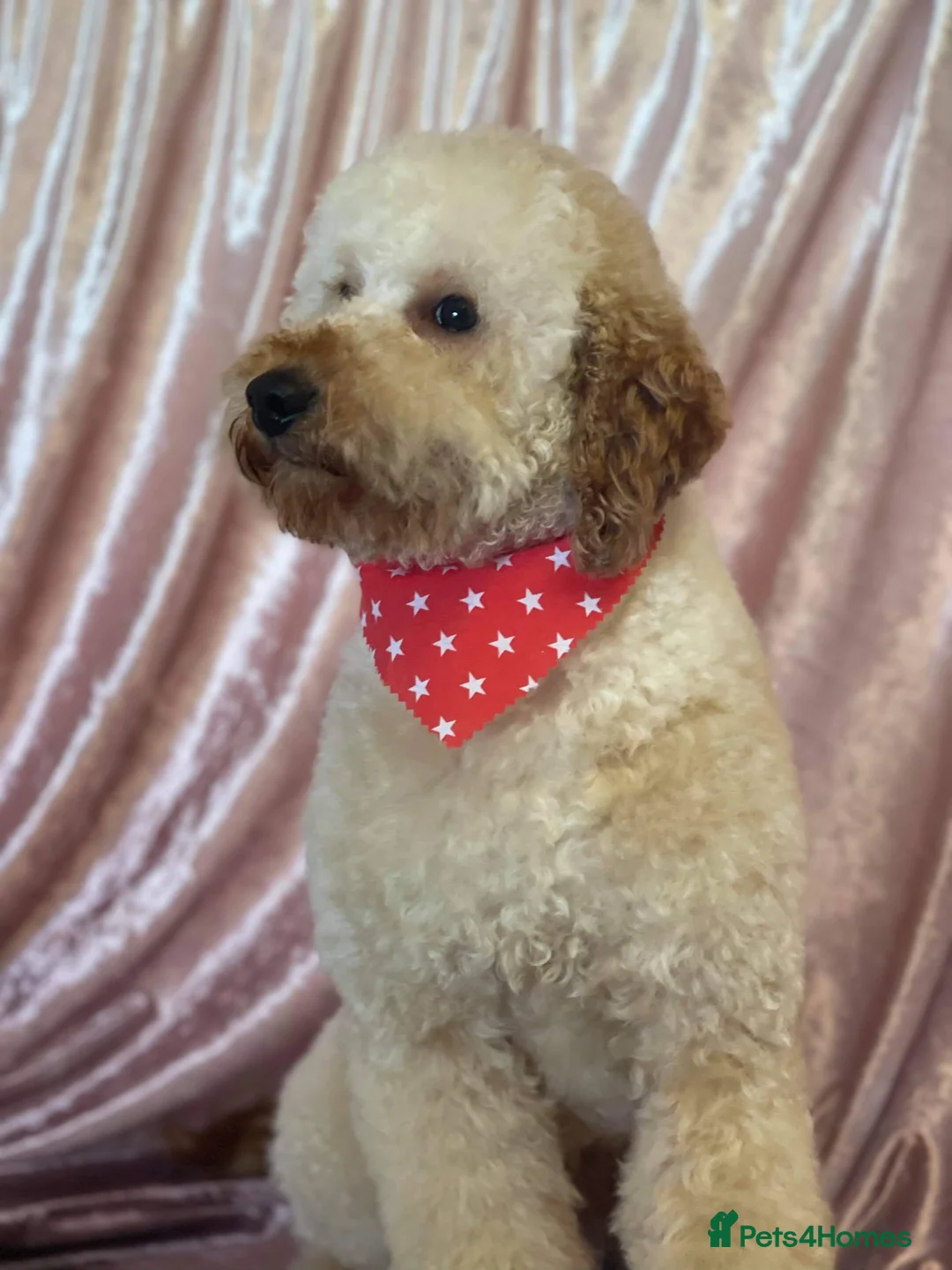 Cockapoo dogs for sale: Cuddly Cockapoos - Advert 2