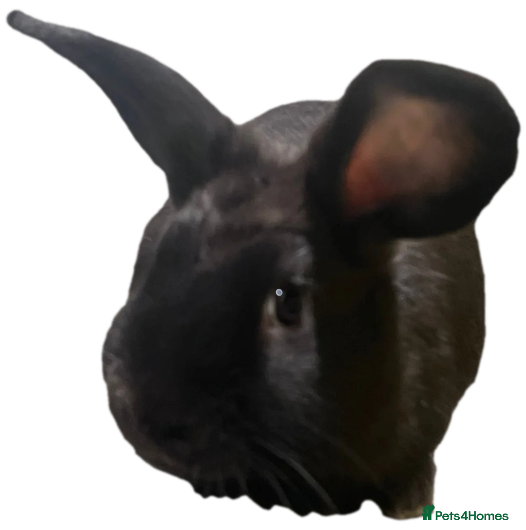 Mixed Breed rabbits for sale: 16 week old bucks - Advert 2