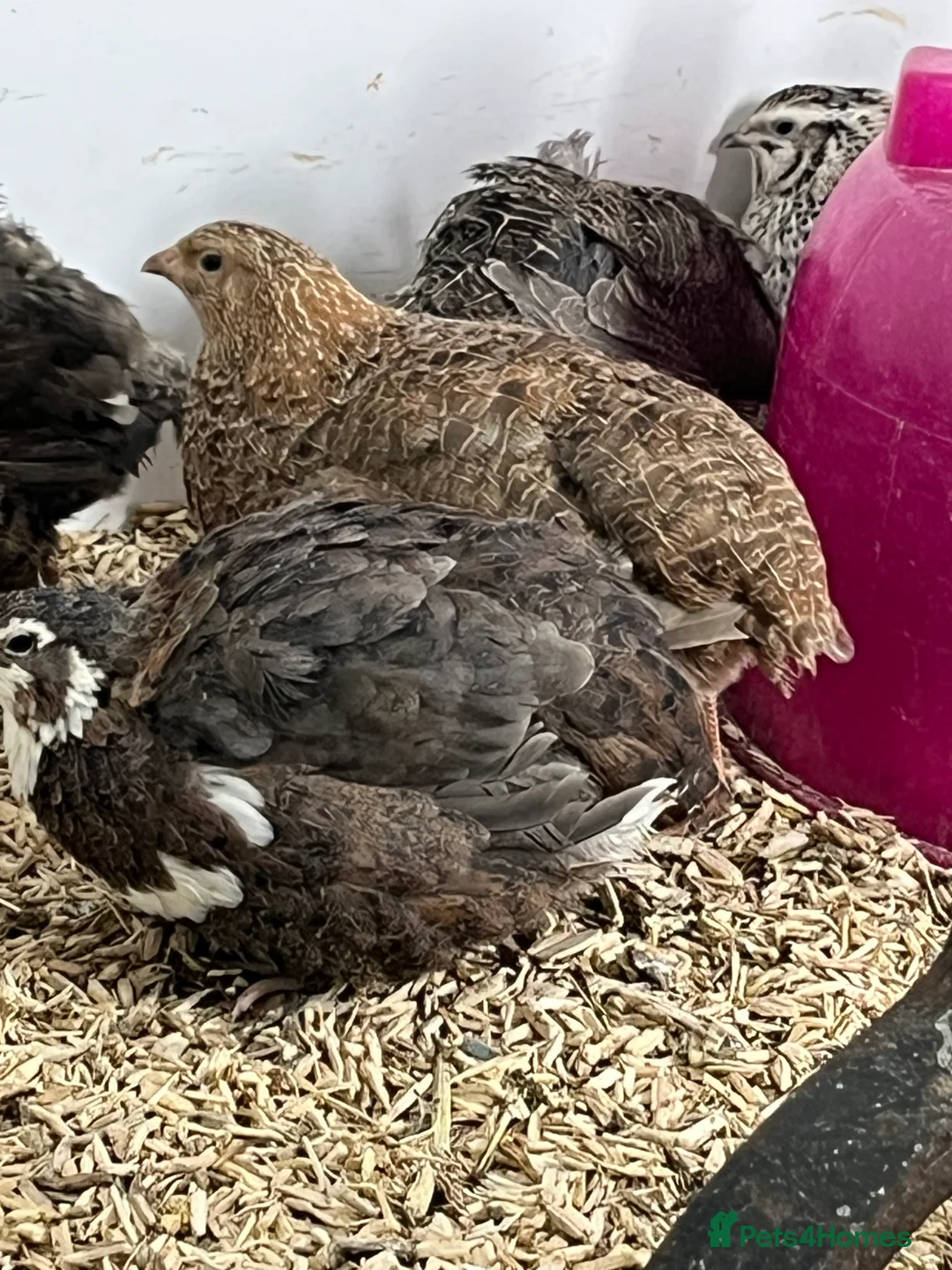 Quail poultry for sale: Quails - Advert 2