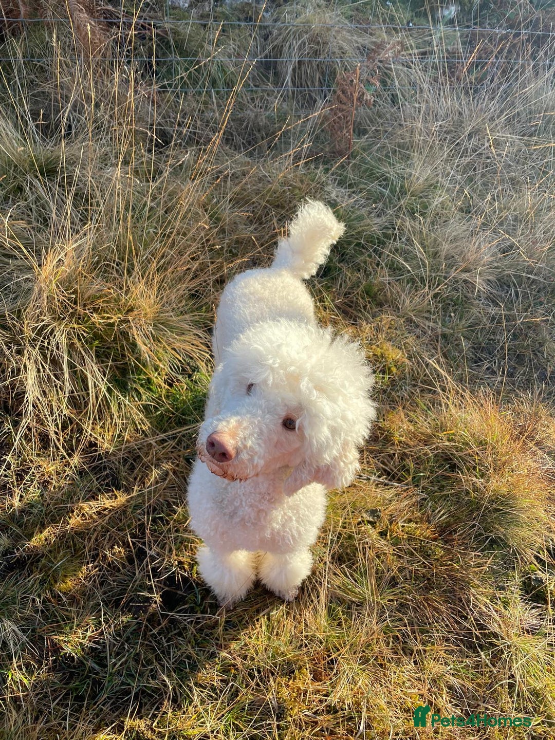 Australian Labradoodle dogs for sale: Australian Labradoodle puppies  - Image 33