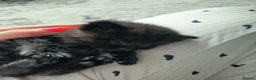 Mixed Breed cats for sale: kittens in Bedford - Advert 9