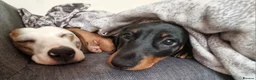 Miniature Dachshund dogs for sale: Miniature dachshund  - Advert 4