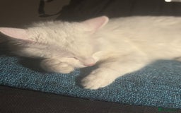Domestic Shorthair cats for sale: free male cat 1yr 3 months  - Image 3
