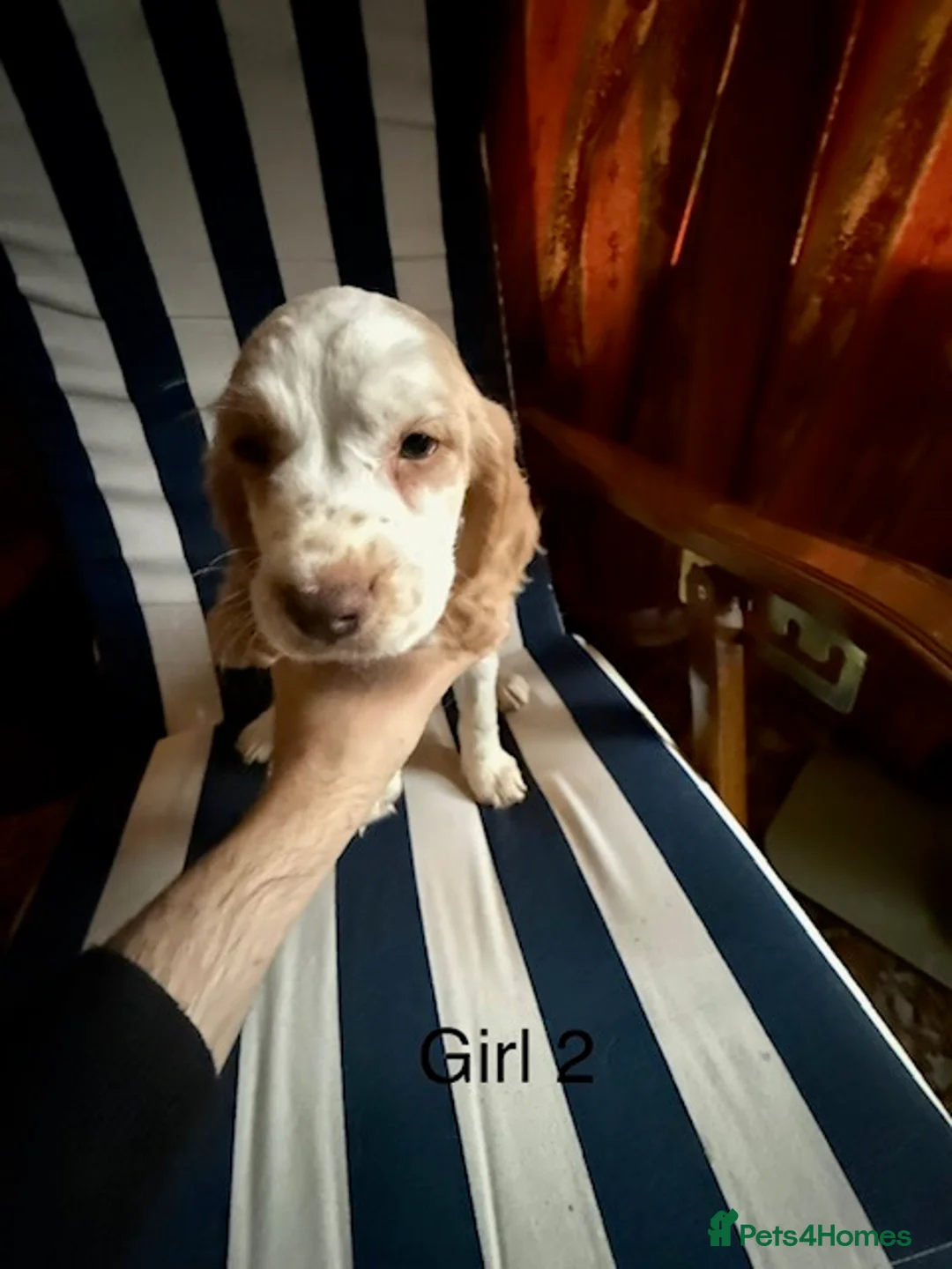 English Springer Spaniel dogs for sale: Springer Spaniel Puppies - Advert 4