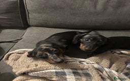 Miniature Dachshund dogs for sale: Miniature dachshunds for sale - ready to go now  - Image 10