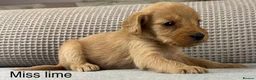 Double Doodle dogs for sale: A REALLY EXCITING MIX OF BREEDS. GORGEOUS!!! - Advert 23