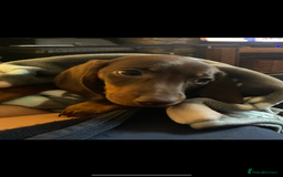 Miniature Dachshund dogs for sale: 3 Chocolate and Tan Kc Parents - Image 3