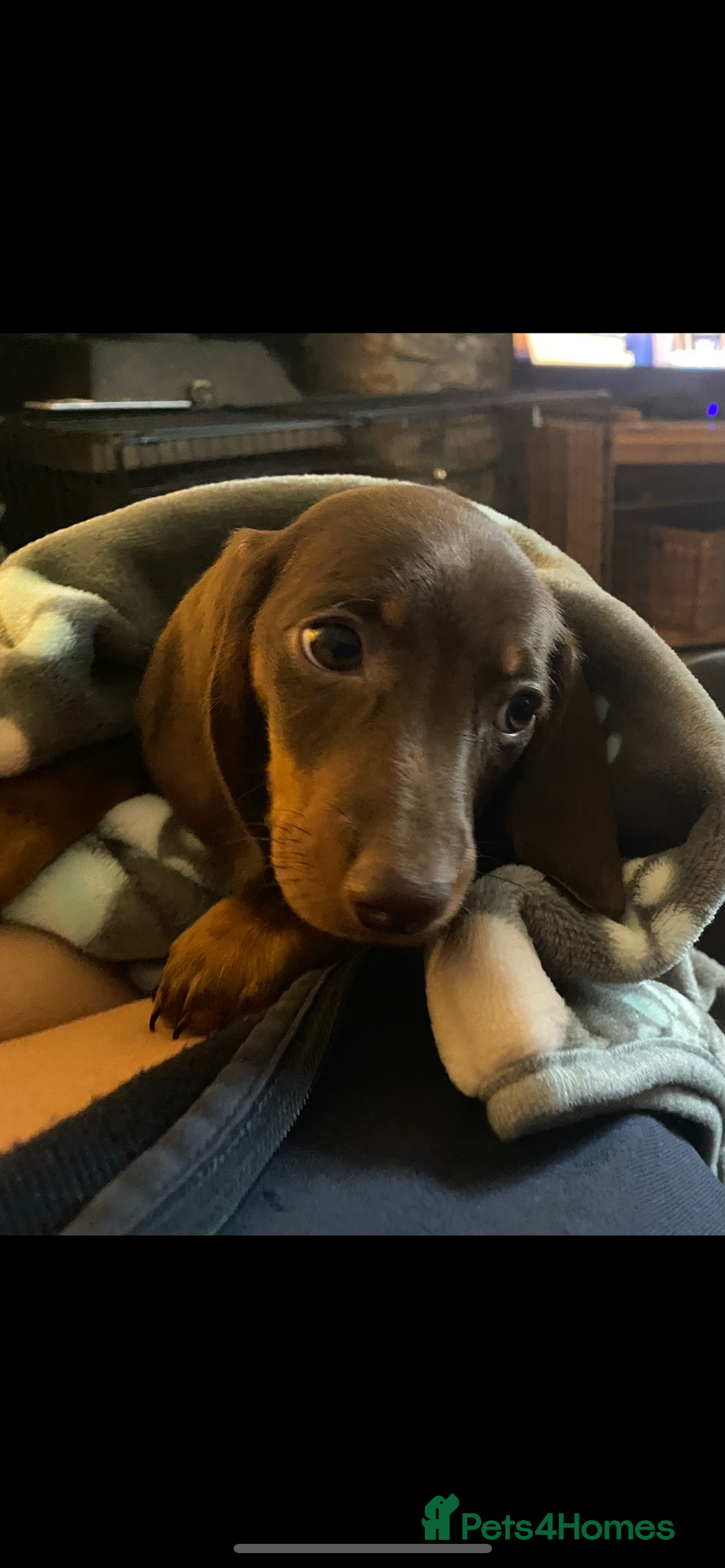 Miniature Dachshund dogs for sale: 3 Chocolate and Tan Kc Parents - Image 3