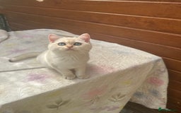 British Shorthair cats for sale: Stunning munchkin fur babies 😻🌼🌸🌺 - Image 13