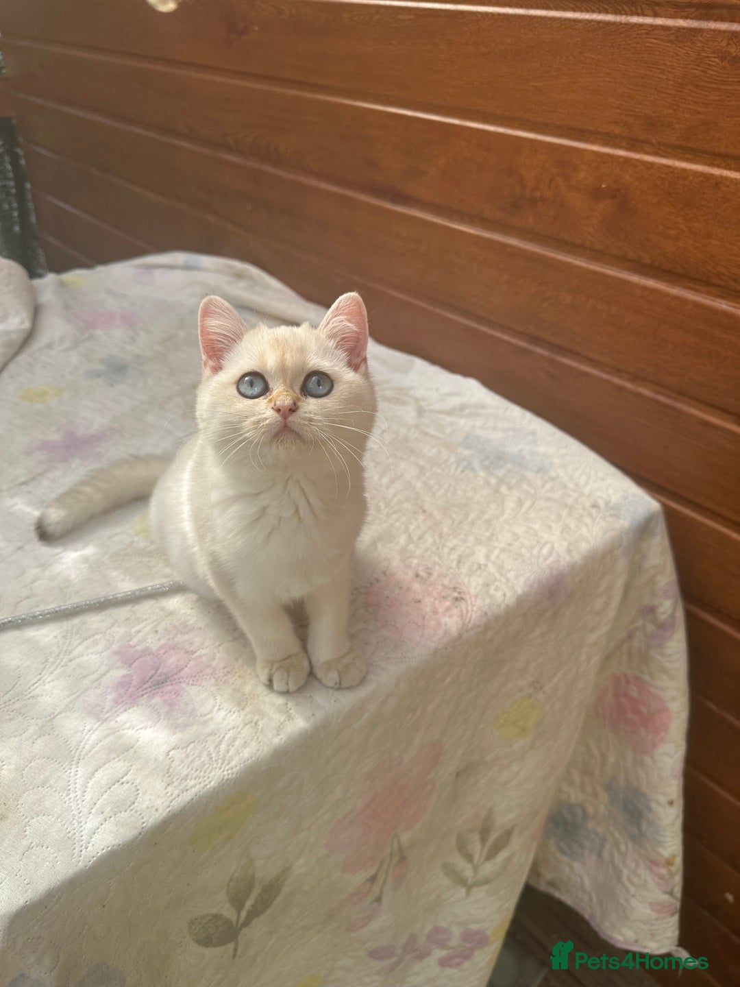 British Shorthair cats for sale: Stunning munchkin fur babies 😻🌼🌸🌺 - Image 13