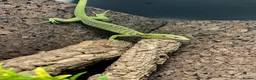 Monitor reptiles for sale: Varanus Reisingeri female 13 months old - Advert 2