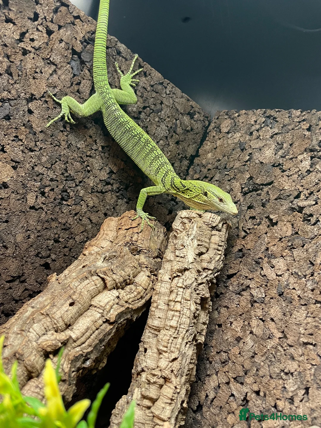 Monitor reptiles for sale: Varanus Reisingeri female 13 months old - Advert 2
