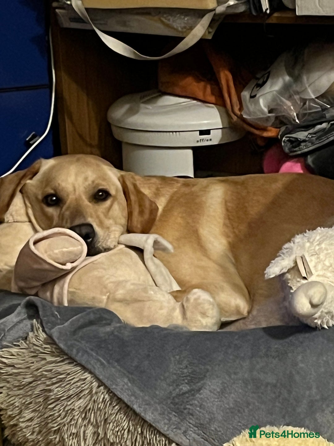 Mixed Breed dogs for sale: BLACK SHEPADOR  - Advert 1