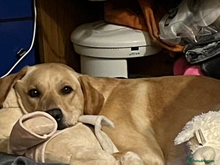 Mixed Breed dogs BLACK SHEPADOR - Advert 1