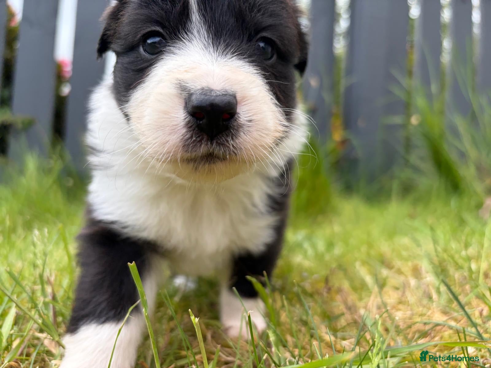 Mixed Breed dogs ✨ Beautiful Border Aussie Puppies ✨ - Advert 2