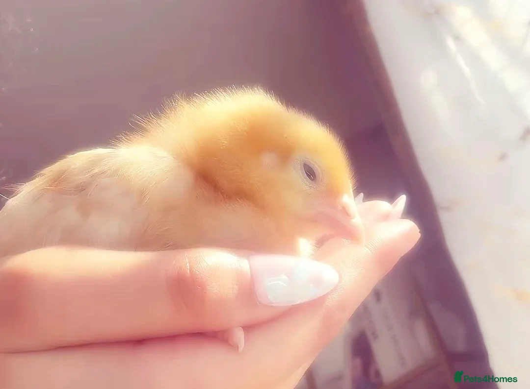 Chickens poultry for sale: 2 beautiful baby chicks in Bilston - Advert 2