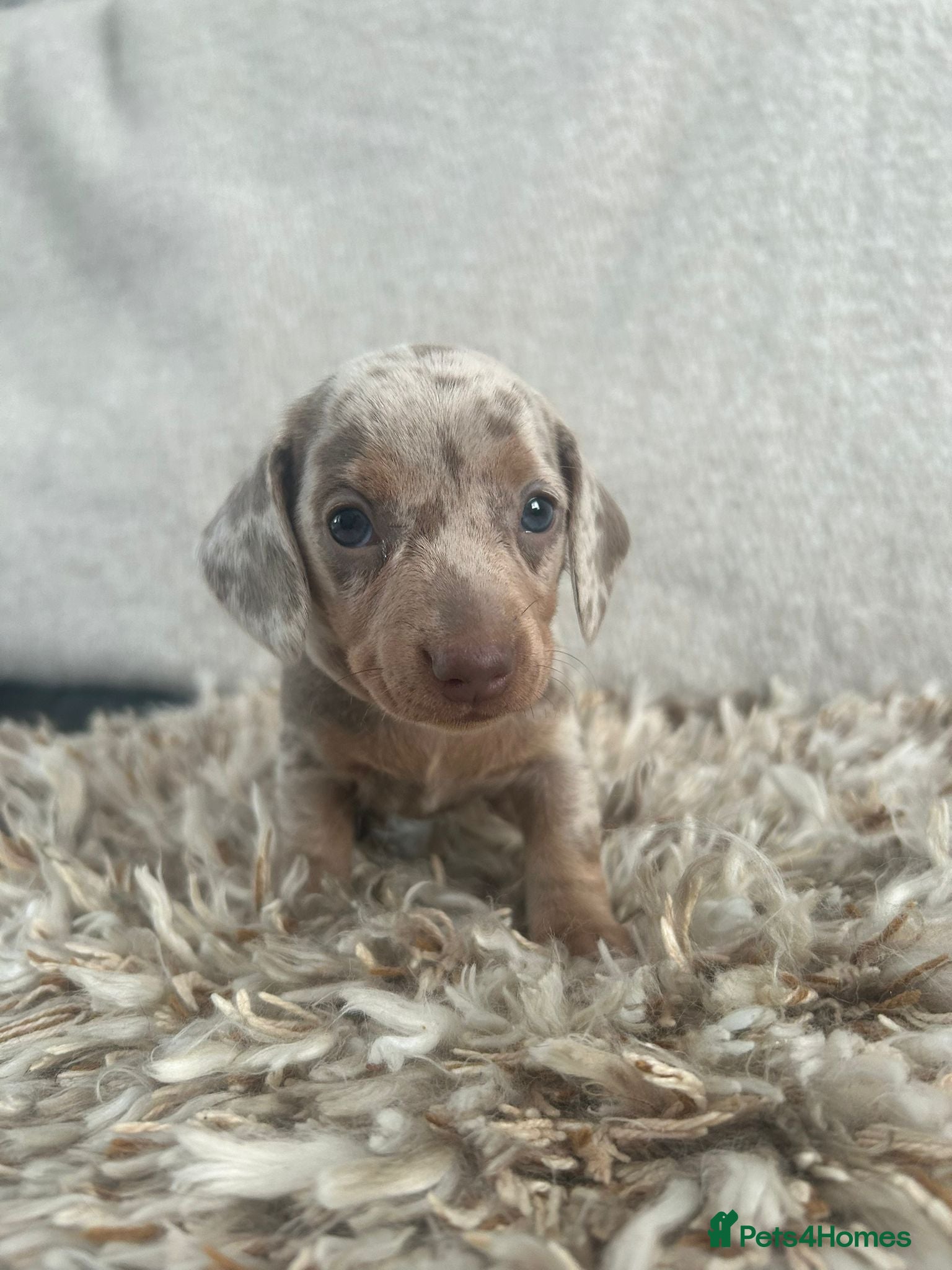 Miniature Dachshund dogs Stunning miniature dachshund puppies 5 LEFT - Advert 2