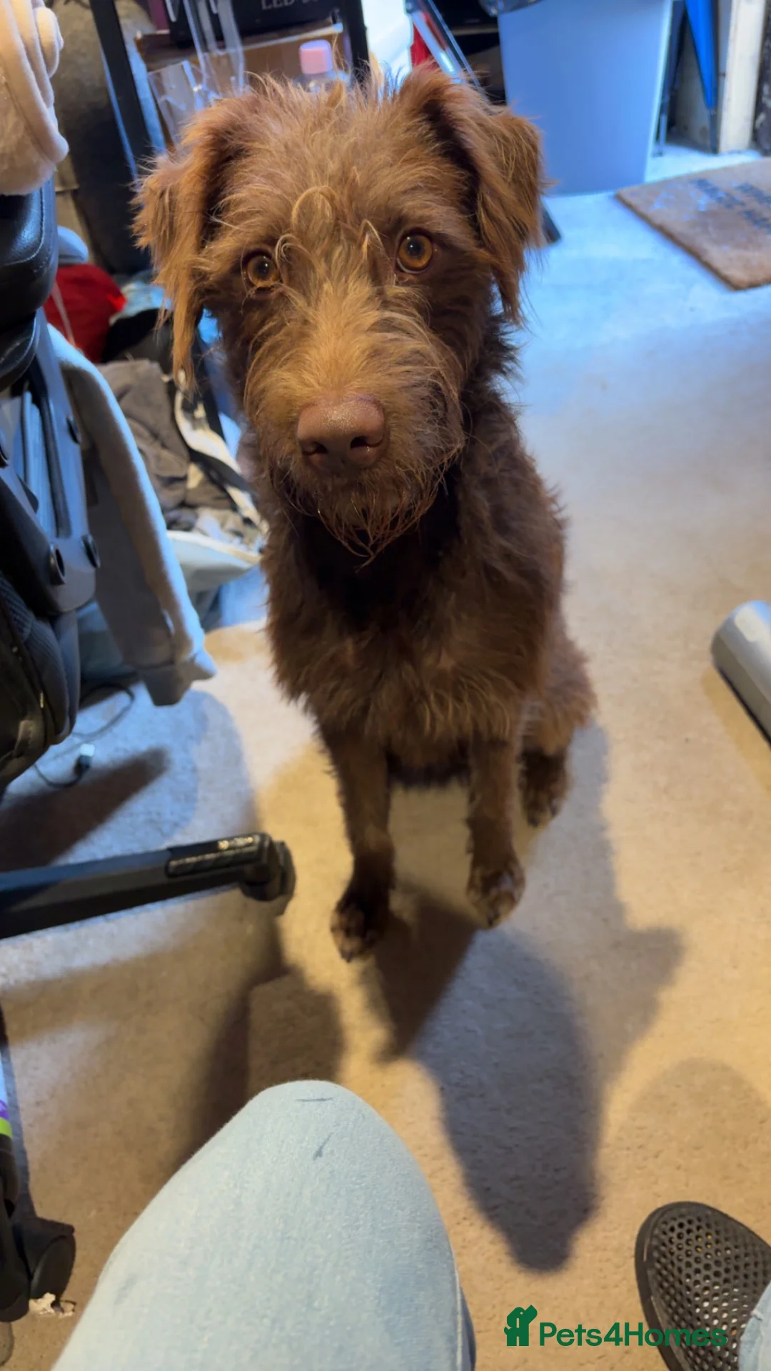 Mixed Breed dogs for sale: Lurcher mix - Advert 2