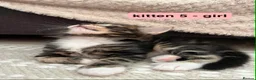 Mixed Breed cats for sale: Bengal - Maincoon mix - Advert 11