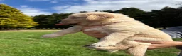 Golden Retriever dogs for sale: Beautiful chunky Golden Retriever puppies for sale in Welshpool - Advert 16