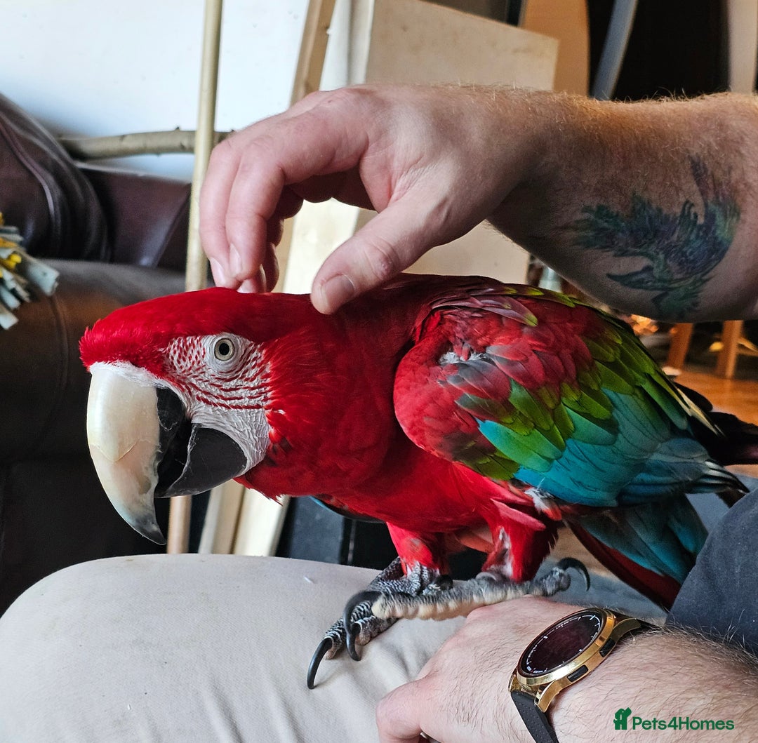 Macaws birds for sale: Semi-tame green wing macaw - Advert 2