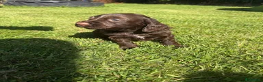 Cocker Spaniel 2