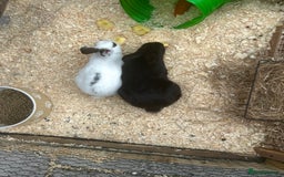 Mini Lop rabbits for sale: Loly & Popp mini lop boys looking for forever home - Image 3