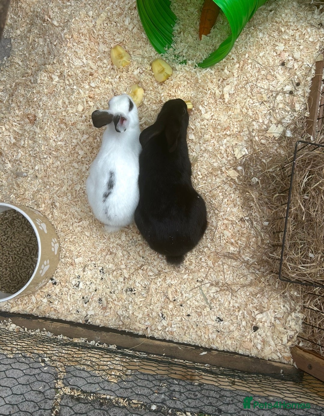 Mini Lop rabbits for sale: Loly & Popp mini lop boys looking for forever home - Image 3